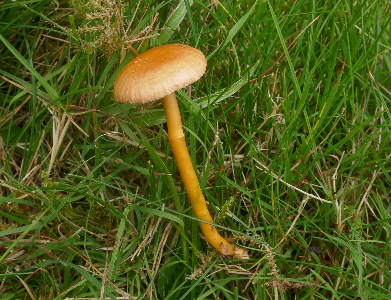 Photo © Jackie Ewan Gliophorus laetus by Jackie Ewan